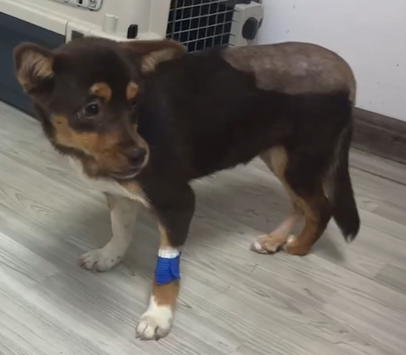 Κοινή χρήση θήκης VetMedix 丨 Επεξεργασία με λέιζερ υψηλής ισχύος των κοτυαρίων και των μηριαίων καταγμάτων