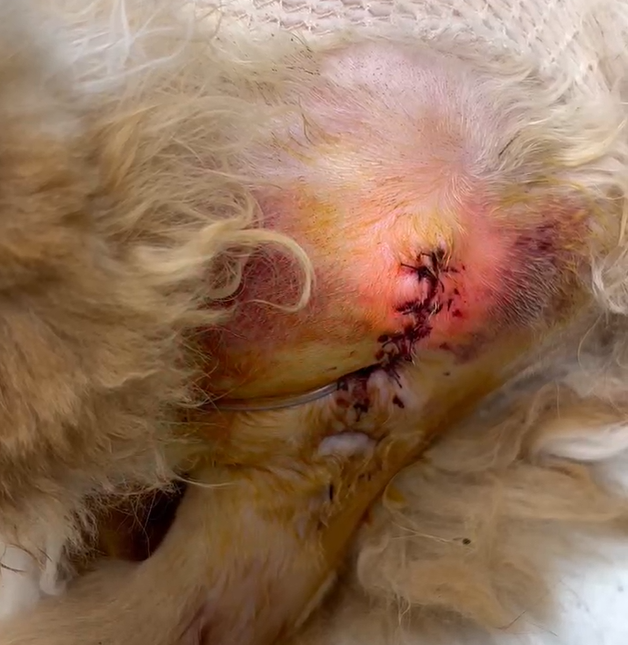 VetMedix Case Sharing 丨 Λέιζερ υψηλής ισχύος θεραπεύει τραύματα μετά την ουρεθροστομία