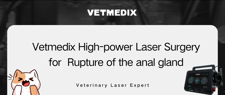VETMEDIX Case Sharing 丨Υψηλής ισχύος χειρουργική επέμβαση λέιζερ για ρήξη πρωκτικού αδένα