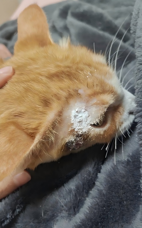 Vetmedix Case Sharing丨Εφαρμογή Περίπτωση θεραπείας με λέιζερ υψηλής ενέργειας στη θεραπεία έλκους δέρματος