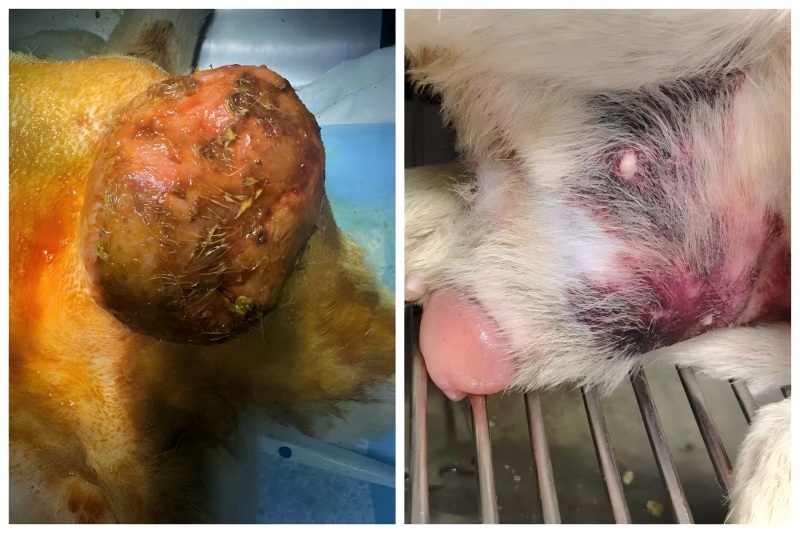 Vetmedix Case Sharing 丨 Εφαρμογή της θεραπείας με λέιζερ υψηλής ενέργειας στη θεραπεία της διεύρυνσης του προστάτη