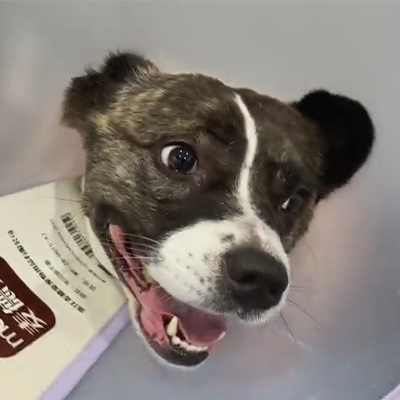 Αναφορά περίπτωσης Vetmedix 丨 Η χρήση της κτηνιατρικής θεραπείας με λέιζερ στη θεραπεία της οξείας νευρίτιδας σε έναν σκύλο ασθενή