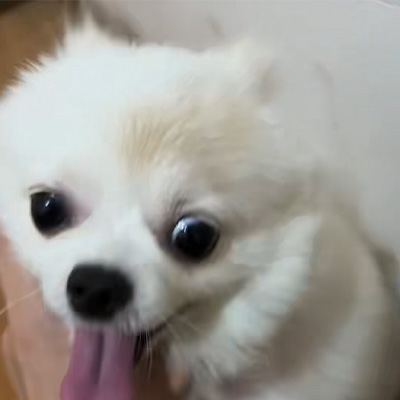 Vetmedix Case Sharing丨 Περίπτωση εφαρμογής λέιζερ υψηλής ενέργειας για τη θεραπεία της δακτυλίτιδας του σκύλου