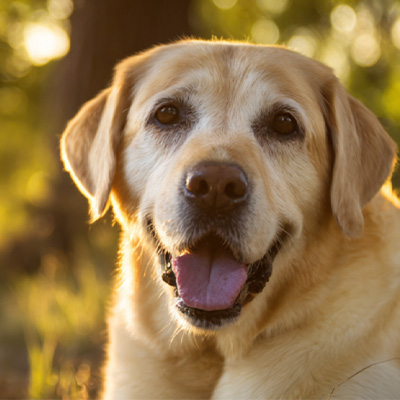 VetMedix Case Sharing丨 Περίπτωση εφαρμογής της θεραπείας με λέιζερ υψηλής ενέργειας στη θεραπεία μετεγχειρητικών μη επουλωτικών περιπρωκτικών όγκων